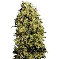 Product_Auto M8 - Cannabis Seeds by GEASEEDS, Package Unit: 3 Seed / Package_Cannadusa_Marketplace_Buy