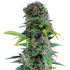 Product_Auto Somango - Cannabis Seeds by GEASEEDS, Package Unit: 3 Seed / Package_Cannadusa_Marketplace_Buy