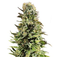 Product_Auto Super Skunk - Cannabis Seeds by GEASEEDS, Package Unit: 3 Seed / Package_Cannadusa_Marketplace_Buy