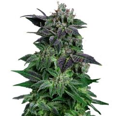 Product_Auto Widow - Cannabis Seeds by GEASEEDS, Package Unit: 3 Seed / Package_Cannadusa_Marketplace_Buy