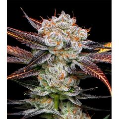 Product_Banana Punch - Cannabis Seeds by GEASEEDS, Package Unit: 3 Seed / Package_Cannadusa_Marketplace_Buy