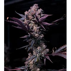 Product_Black Cookie - Cannabis Seeds by GEASEEDS, Package Unit: 3 Seed / Package_Cannadusa_Marketplace_Buy