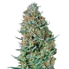 Product_Bubble Fruit  - Cannabis Seeds by GEASEEDS, Package Unit: 3 Seed / Package_Cannadusa_Marketplace_Buy