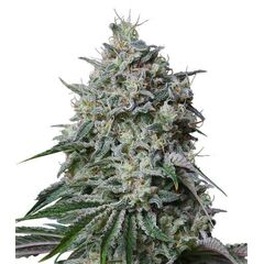 Product_Cachalote  - Cannabis Seeds by GEASEEDS, Package Unit: 3 Seed / Package_Cannadusa_Marketplace_Buy
