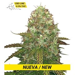 Product_Critical CBD  - Cannabis Seeds by GEASEEDS, Package Unit: 3 Seed / Package_Cannadusa_Marketplace_Buy