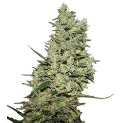 Product_Critical + +  - Cannabis Seeds by GEASEEDS, Package Unit: 3 Seed / Package_Cannadusa_Marketplace_Buy