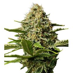 Product_Critical Mango  - Cannabis Seeds by GEASEEDS, Package Unit: 3 Seed / Package_Cannadusa_Marketplace_Buy