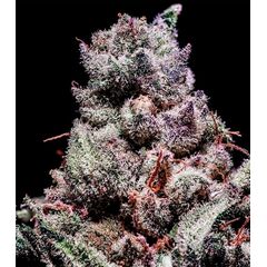 Product_Gealato Sherb - Cannabis Seeds by GEASEEDS, Package Unit: 3 Seed / Package_Cannadusa_Marketplace_Buy