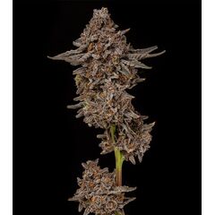 Product_Gealousy - Cannabis Seeds by GEASEEDS, Package Unit: 3 Seed / Package_Cannadusa_Marketplace_Buy
