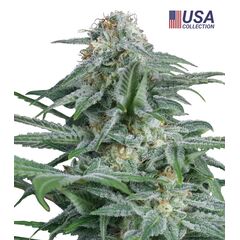 Product_Gorilla Glue 4  - Cannabis Seeds by GEASEEDS, Package Unit: 3 Seed / Package_Cannadusa_Marketplace_Buy