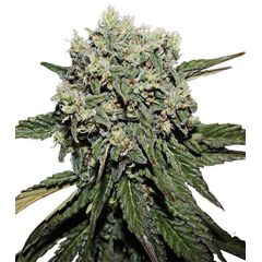 Product_Hard Diesel  - Cannabis Seeds by GEASEEDS, Package Unit: 3 Seed / Package_Cannadusa_Marketplace_Buy