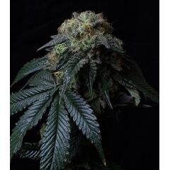 Product_Ice Cream Cake - Cannabis Seeds by GEASEEDS, Package Unit: 3 Seed / Package_Cannadusa_Marketplace_Buy