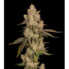 Product_Lemon Bean - Cannabis Seeds by GEASEEDS, Package Unit: 3 Seed / Package_Cannadusa_Marketplace_Buy