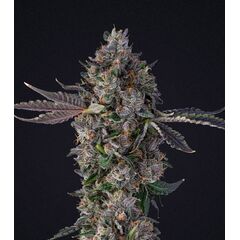 Product_Lemon Cherry Gealato - Cannabis Seeds by GEASEEDS, Package Unit: 10 Seed / Package_Cannadusa_Marketplace_Buy