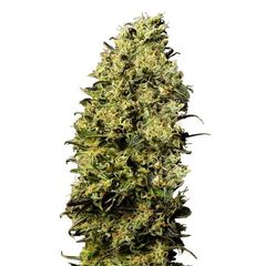 Product_M8  - Cannabis Seeds by GEASEEDS, Package Unit: 3 Seed / Package_Cannadusa_Marketplace_Buy
