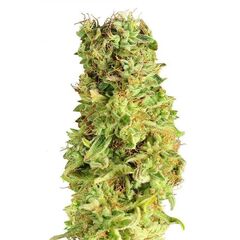 Product_Matanus-k  - Cannabis Seeds by GEASEEDS, Package Unit: 3 Seed / Package_Cannadusa_Marketplace_Buy