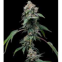 Product_Obama Runtz - Cannabis Seeds by GEASEEDS, Package Unit: 5 Seed / Package_Cannadusa_Marketplace_Buy