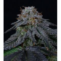 Product_Pluto - Cannabis Seeds by GEASEEDS, Package Unit: 3 Seed / Package_Cannadusa_Marketplace_Buy