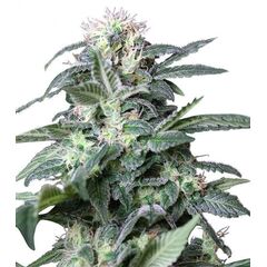 Product_Rusia  - Cannabis Seeds by GEASEEDS, Package Unit: 3 Seed / Package_Cannadusa_Marketplace_Buy