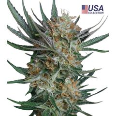 Product_Sour Kush  - Cannabis Seeds by GEASEEDS, Package Unit: 3 Seed / Package_Cannadusa_Marketplace_Buy