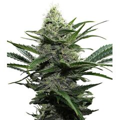 Product_Widow  - Cannabis Seeds by GEASEEDS, Package Unit: 3 Seed / Package_Cannadusa_Marketplace_Buy