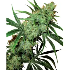 Product_Sensi Seeds Fruity Juice_Cannadusa_Marketplace_Buy