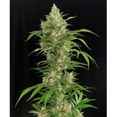 Product_Serious Seeds Seriosa_Cannadusa_Marketplace_Buy