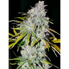 Product_The Cali Connection 22_Cannadusa_Marketplace_Buy