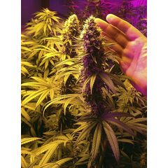 Product_The Cali Connection Blackwater_Cannadusa_Marketplace_Buy