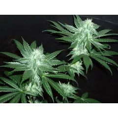 Product_The Cali Connection Italian Ice_Cannadusa_Marketplace_Buy