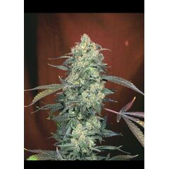 Product_Serious Seeds AK47_Cannadusa_Marketplace_Buy