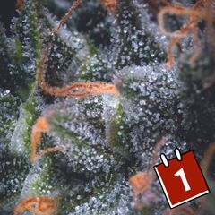 Product_Auto Black Cherry Punch - Heart Notes - Pyramid Seeds, Package Unit: 3 Seeds + 1 free / Package_Cannadusa_Marketplace_Buy