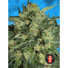 Product_Serious Seeds Auto White Russian#1_Cannadusa_Marketplace_Buy
