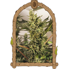 Product_Exotic Seed Banana Mash Auto_Cannadusa_Marketplace_Buy