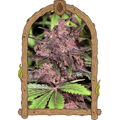 Product_Exotic Seed Black Haze Auto_Cannadusa_Marketplace_Buy