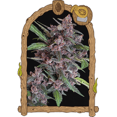 Product_Exotic Seed Black Lemon Auto_Cannadusa_Marketplace_Buy