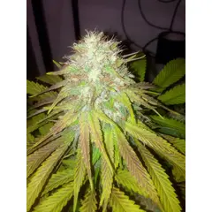 Product_The Cali Connection Boss HOGG_Cannadusa_Marketplace_Buy