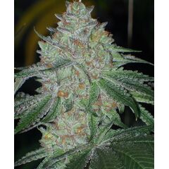 Product_The Cali Connection Buddha Tahoe OG_Cannadusa_Marketplace_Buy