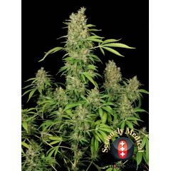 Product_Serious Seeds CBD Chronic_Cannadusa_Marketplace_Buy