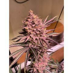 Product_Serious Seeds Seriotica_Cannadusa_Marketplace_Buy