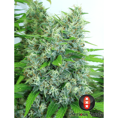 Product_Serious Seeds Kali Mist_Cannadusa_Marketplace_Buy