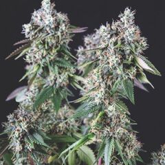 Mendocino Purple Kush - Heart Notes - Pyramid Seeds