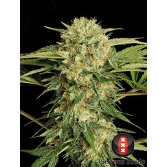 Product_Serious Seeds Motavation_Cannadusa_Marketplace_Buy