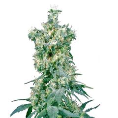 Product_Sensi Seeds American Dream 10 Stk regular_Cannadusa_Marketplace_Buy