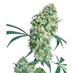 Product_Sensi Seeds Ed Rosenthal Super Bud_Cannadusa_Marketplace_Buy