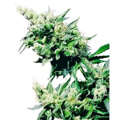 Product_Sensi Seeds Hash Plant_Cannadusa_Marketplace_Buy