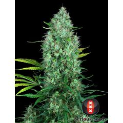 Product_Serious Seeds Serious 6_Cannadusa_Marketplace_Buy