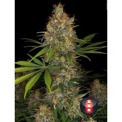 Product_Serious Seeds Strawberry AK_Cannadusa_Marketplace_Buy