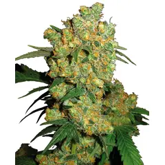 Product_Sensi Seeds Big Bud_Cannadusa_Marketplace_Buy