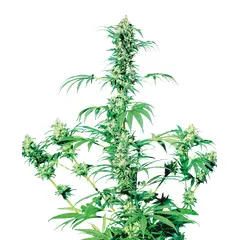Product_Sensi Seeds Early Girl regulär_Cannadusa_Marketplace_Buy